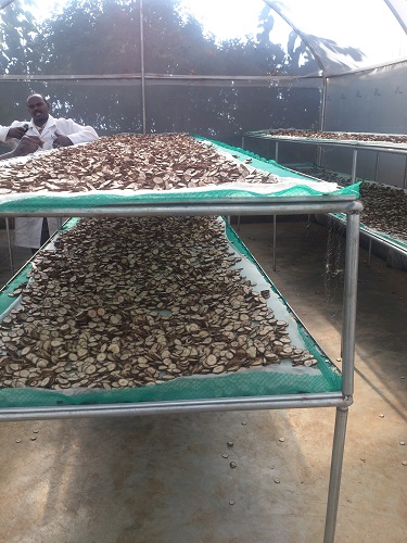 Stawi Foods and Fruits Limited