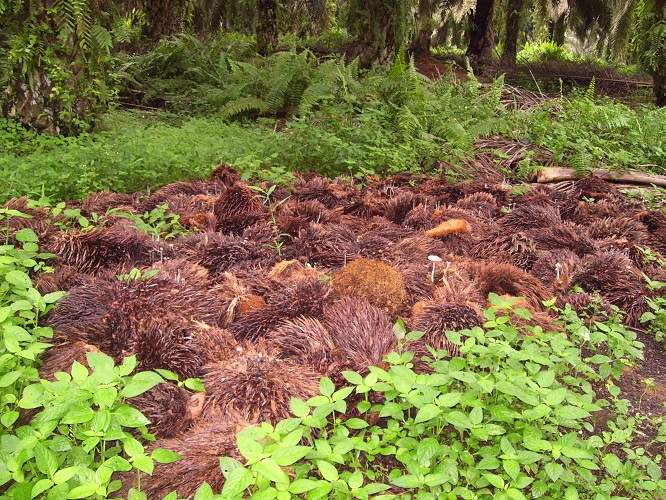 Sustainable Trade & Consulting (STC)