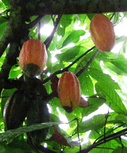 Sustainable Trade & Consulting (STC)