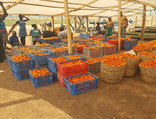 Tomato Jos