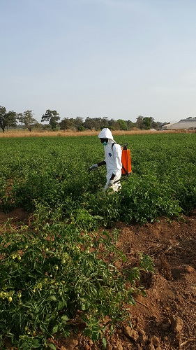 Tomato Jos