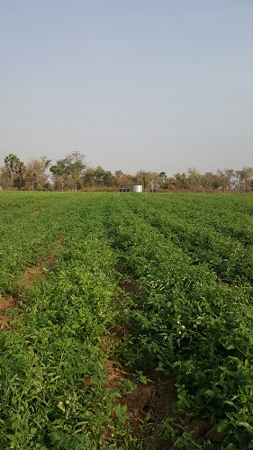 Tomato Jos