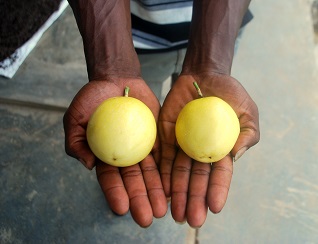 United Africa Fruit Company Ltd.
