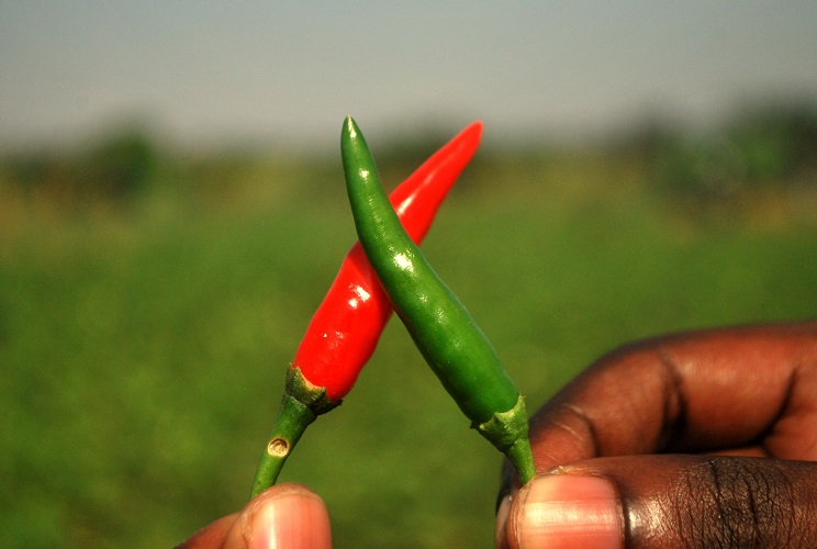 United Africa Fruit Company Ltd.