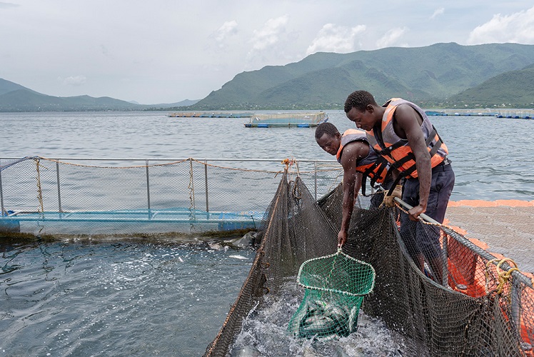 Victory Farms Limited