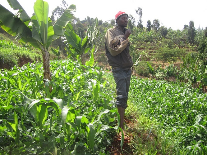 Wanda Organic Limited