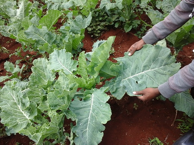 Wanda Organic Limited