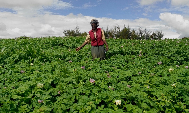 Wanda Organic Limited