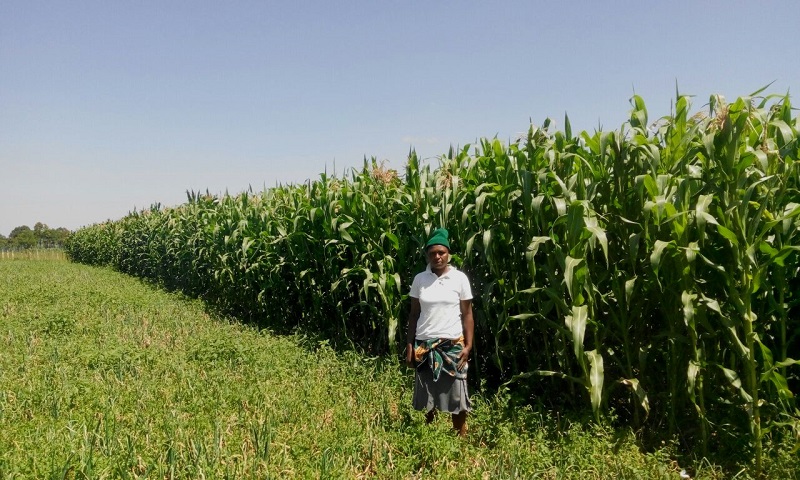 Wanda Organic Limited