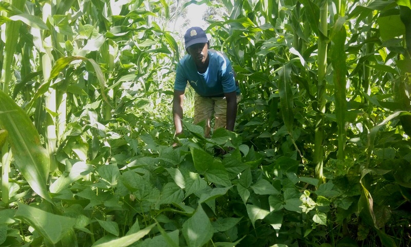 Wanda Organic Limited