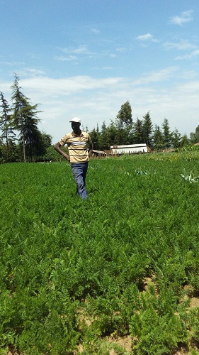 Wanda Organic Limited