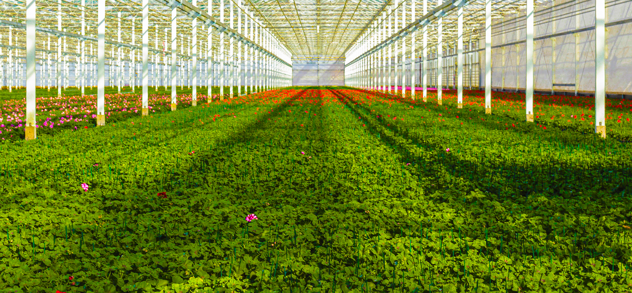 Global Agribusiness & Food Practice