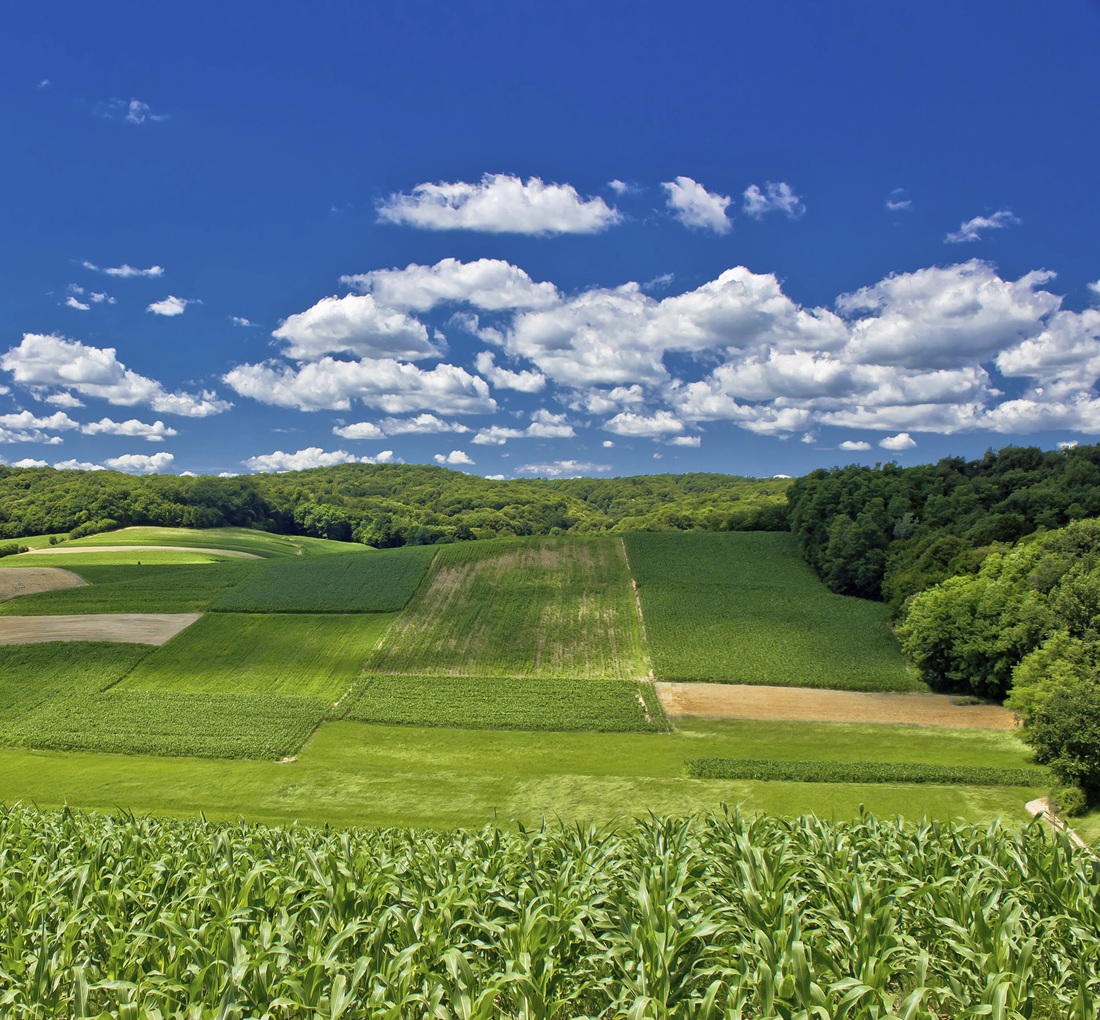 Blue skies, pasture