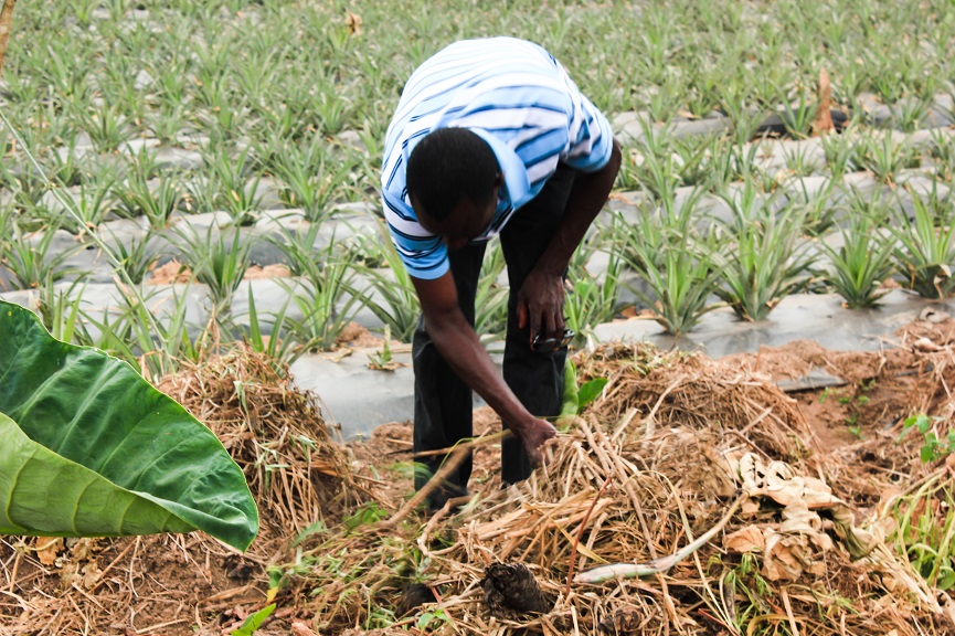 Green Village Plan Development