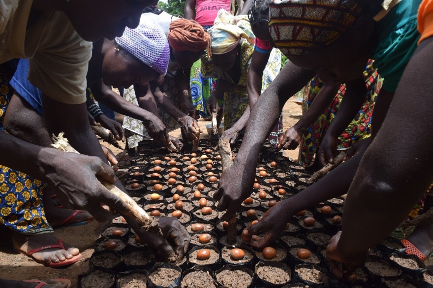 Global Shea Alliance