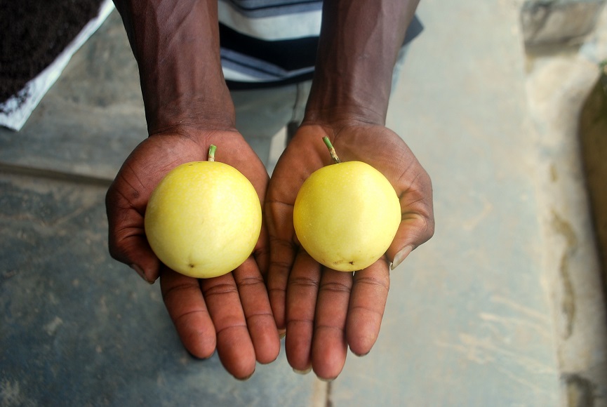 United Africa Fruit Company Ltd.